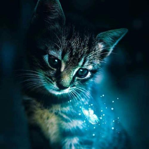 สมาชิกหมายเลข 4954771