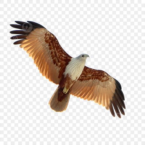 สมาชิกหมายเลข 7988053