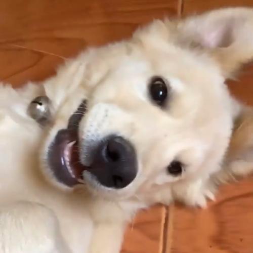 สมาชิกหมายเลข 3306509