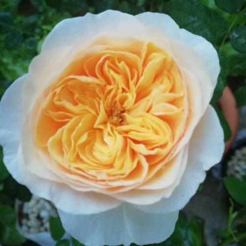 สมาชิกหมายเลข 3812558