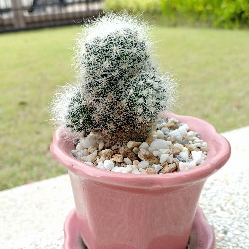 สมาชิกหมายเลข 5060079