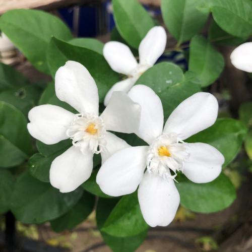 สมาชิกหมายเลข 3764433