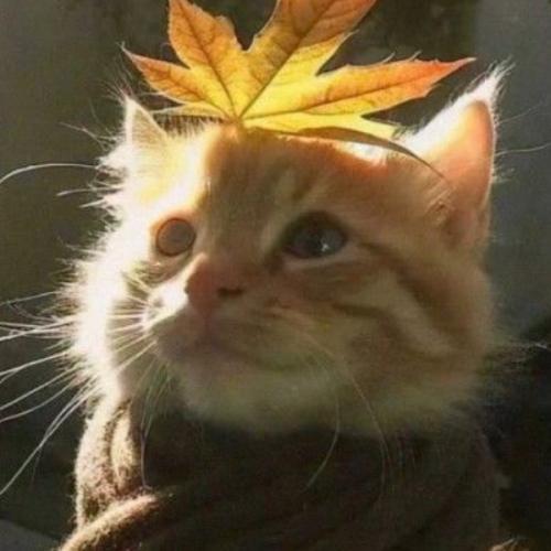 สมาชิกหมายเลข 8888572