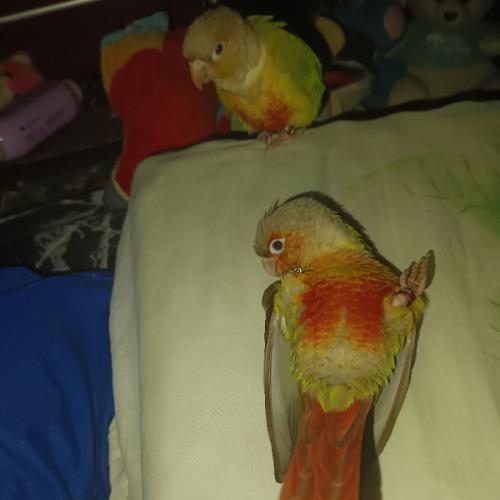 สมาชิกหมายเลข 9198498