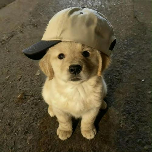 สมาชิกหมายเลข 9198705