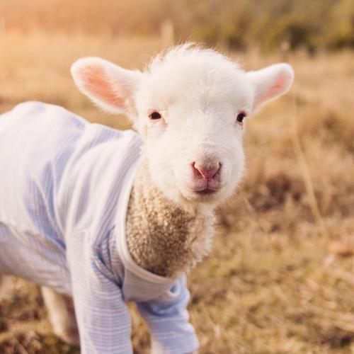 สมาชิกหมายเลข 1373087