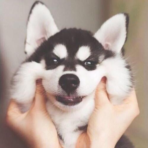 สมาชิกหมายเลข 4323082