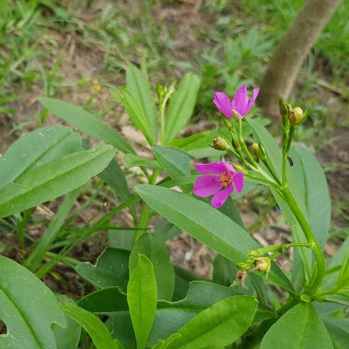 สมาชิกหมายเลข 5418808