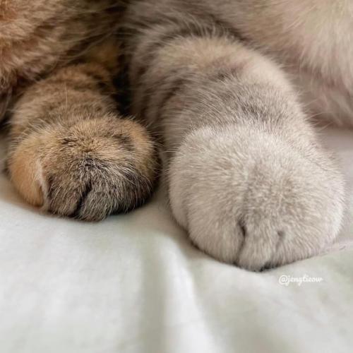 แมวเหมียวลายสีชมพู