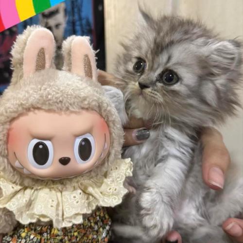 สมาชิกหมายเลข 8164533