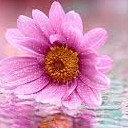 สมาชิกหมายเลข 4584215