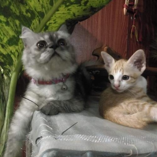 สมาชิกหมายเลข 6588972