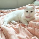 สมาชิกหมายเลข 3856241