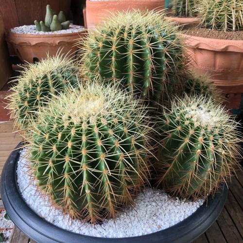 สมาชิกหมายเลข 956969