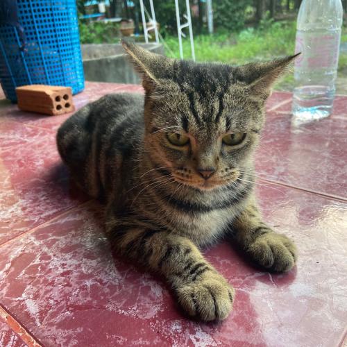 สมาชิกหมายเลข 4971856