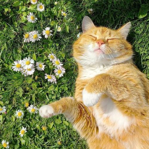 สมาชิกหมายเลข 4811114