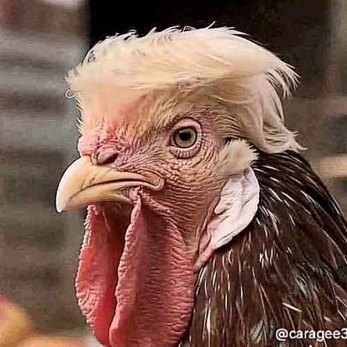 สมาชิกหมายเลข 4340785