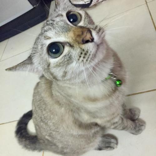 สมาชิกหมายเลข 1523120