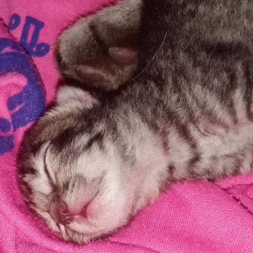 สมาชิกหมายเลข 2065546