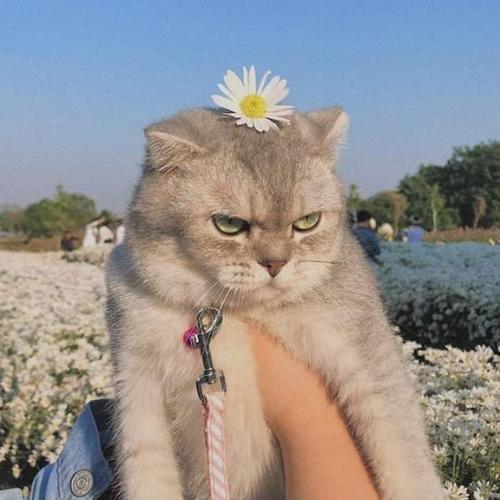 สมาชิกหมายเลข 5055966