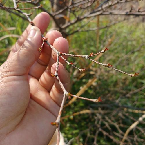 สมาชิกหมายเลข 8038675