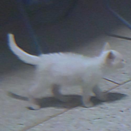 สมาชิกหมายเลข 9201680