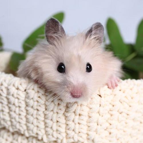 สมาชิกหมายเลข 5064668