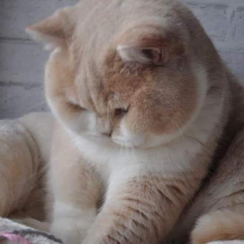 สมาชิกหมายเลข 6591042