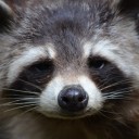 สมาชิกหมายเลข 3858022