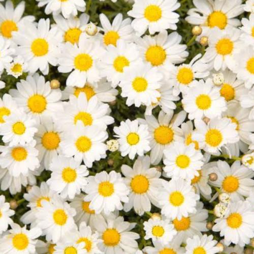 สมาชิกหมายเลข 5981823