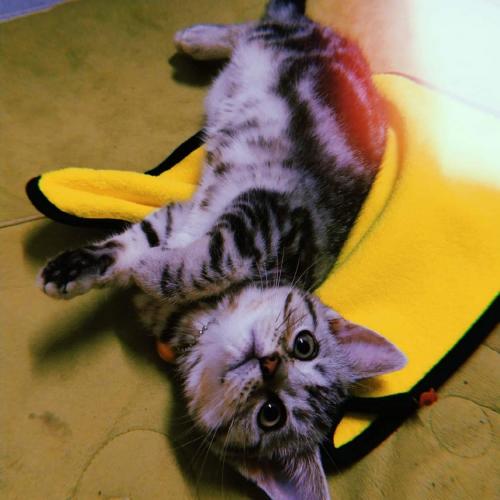 สมาชิกหมายเลข 7339162