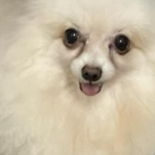 สมาชิกหมายเลข 9203457