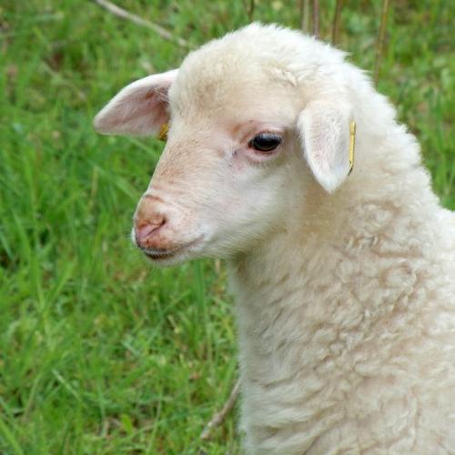 สมาชิกหมายเลข 4697806