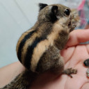 สมาชิกหมายเลข 4726704