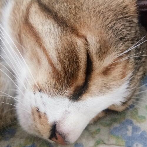 สมาชิกหมายเลข 5458637