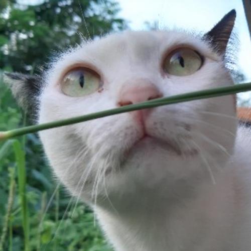 สมาชิกหมายเลข 5936983