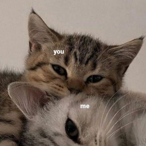 ทาสแมวที่น่ารัก