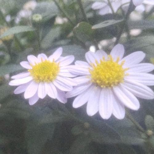 สมาชิกหมายเลข 6706496