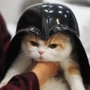 สมาชิกหมายเลข 3595304