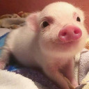 สมาชิกหมายเลข 4245662