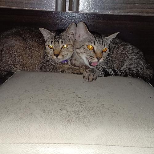 สมาชิกหมายเลข 4699036