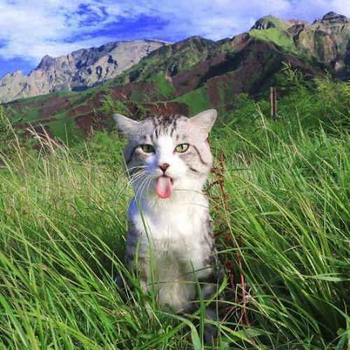 สมาชิกหมายเลข 4508485