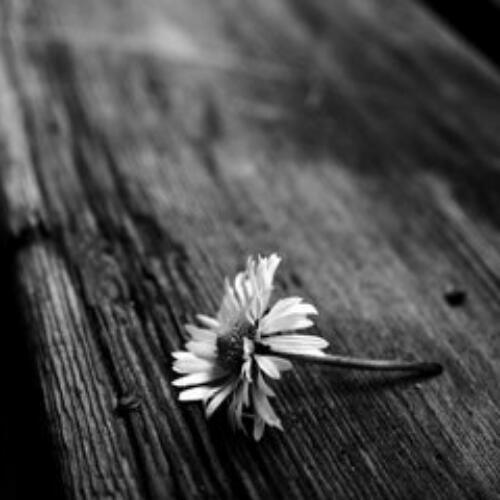 สมาชิกหมายเลข 5066669