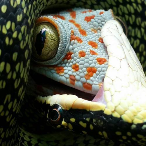 สมาชิกหมายเลข 3423971