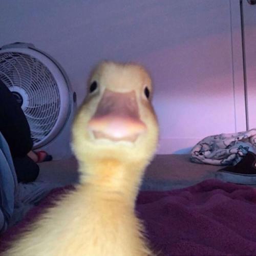 สมาชิกหมายเลข 4177650