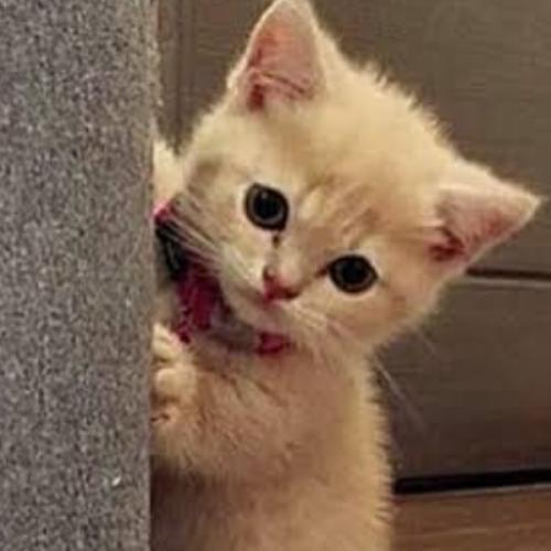 สมาชิกหมายเลข 6593687