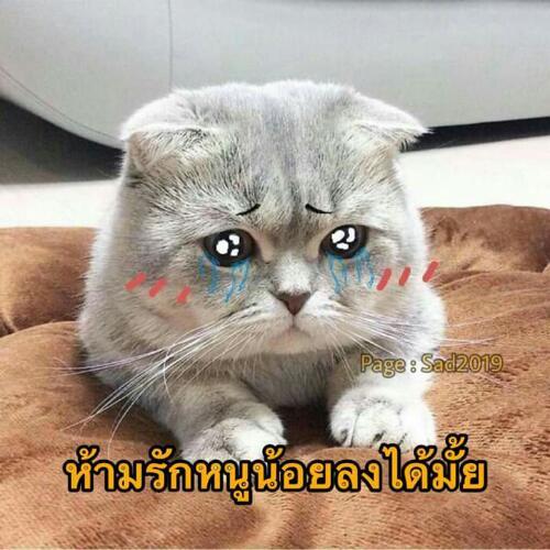 สมาชิกหมายเลข 5984761