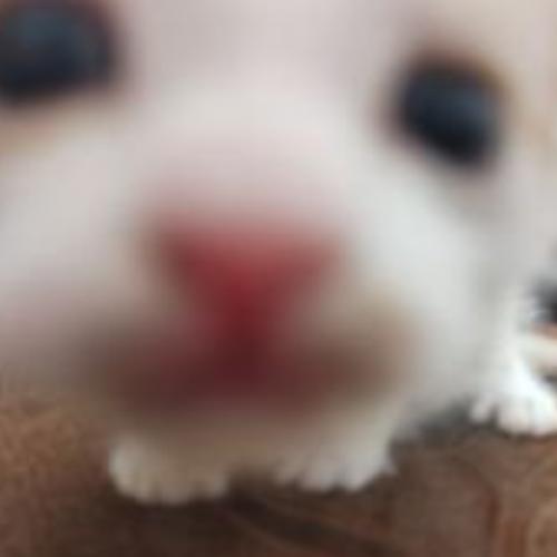 สมาชิกหมายเลข 4488749