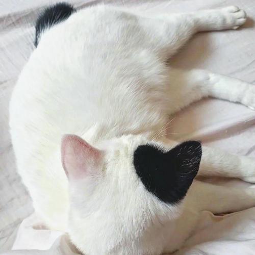 สมาชิกหมายเลข 7330455