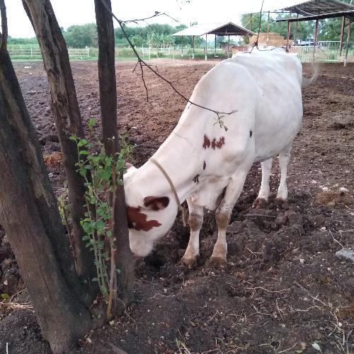 สมาชิกหมายเลข 4699813